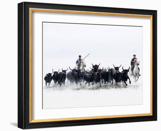 Black Bulls of Camargue and their Herders Running Through the Water, Camargue, France-Nadia Isakova-Framed Photographic Print