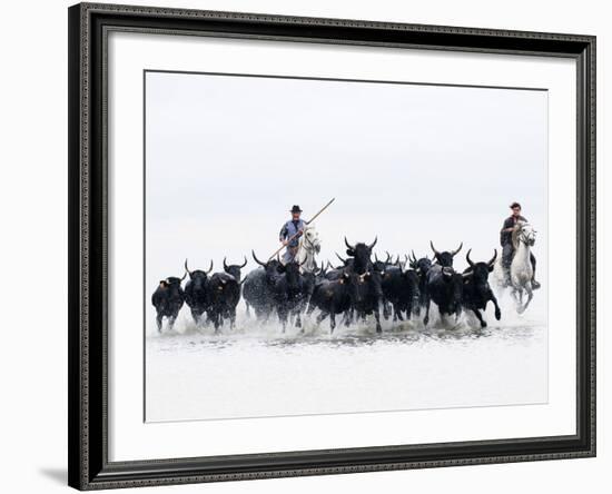 Black Bulls of Camargue and their Herders Running Through the Water, Camargue, France-Nadia Isakova-Framed Photographic Print