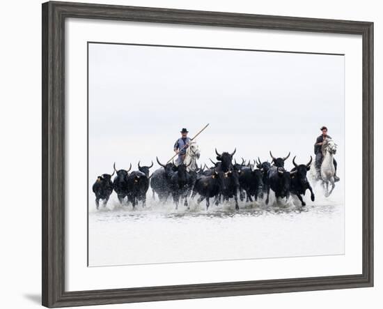 Black Bulls of Camargue and their Herders Running Through the Water, Camargue, France-Nadia Isakova-Framed Photographic Print