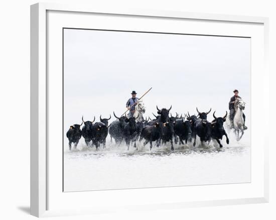 Black Bulls of Camargue and their Herders Running Through the Water, Camargue, France-Nadia Isakova-Framed Photographic Print