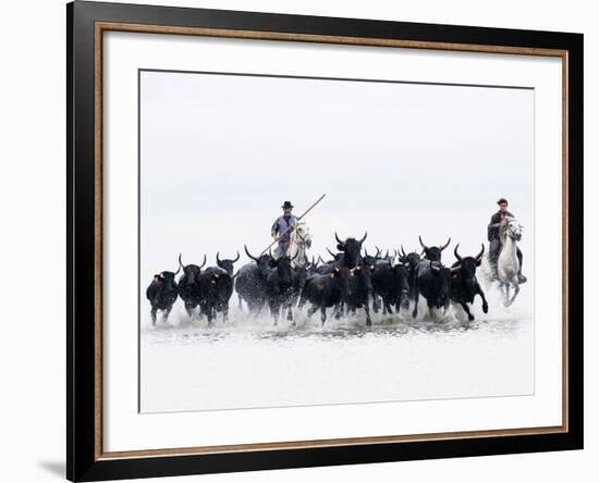 Black Bulls of Camargue and their Herders Running Through the Water, Camargue, France-Nadia Isakova-Framed Photographic Print