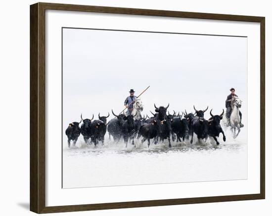 Black Bulls of Camargue and their Herders Running Through the Water, Camargue, France-Nadia Isakova-Framed Photographic Print