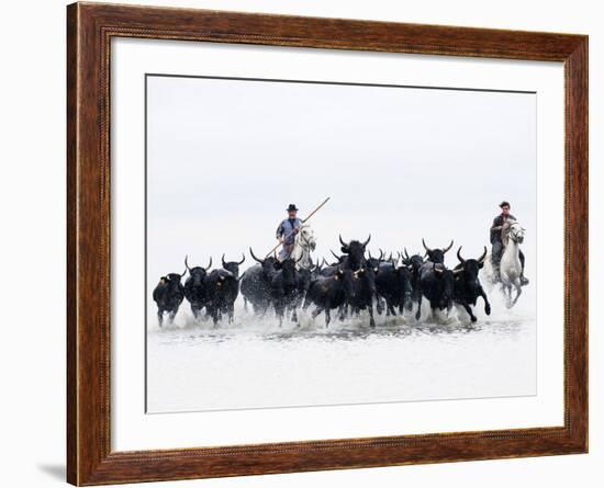 Black Bulls of Camargue and their Herders Running Through the Water, Camargue, France-Nadia Isakova-Framed Photographic Print
