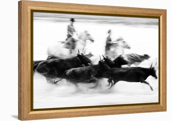 Black Bulls of Camargue and their Herders Running Through the Water, Camargue, France-Nadia Isakova-Framed Premier Image Canvas