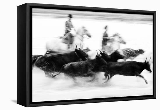 Black Bulls of Camargue and their Herders Running Through the Water, Camargue, France-Nadia Isakova-Framed Premier Image Canvas