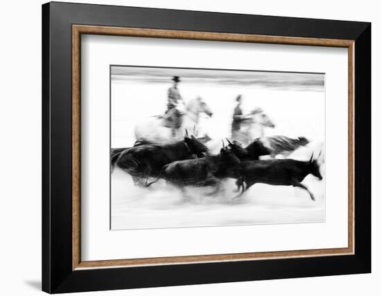 Black Bulls of Camargue and their Herders Running Through the Water, Camargue, France-Nadia Isakova-Framed Photographic Print