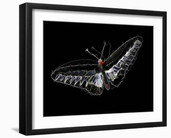 Black Butterfly,2020,(Mixed Media)-Alex Caminker-Framed Giclee Print