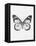 Black Butterfly II-Eline Isaksen-Framed Stretched Canvas