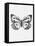 Black Butterfly III-Eline Isaksen-Framed Stretched Canvas