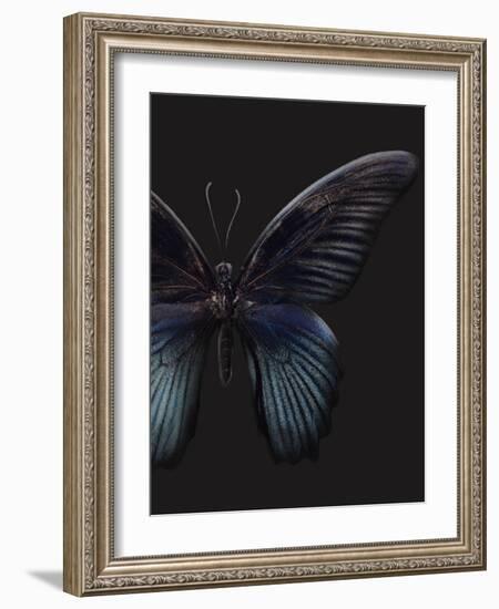 Black Butterfly on Grey-Design Fabrikken-Framed Photographic Print