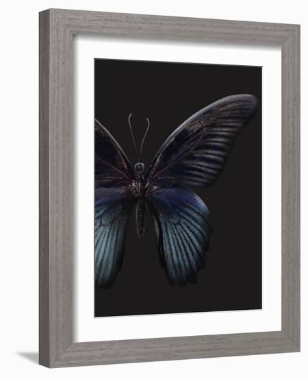 Black Butterfly on Grey-Design Fabrikken-Framed Photographic Print