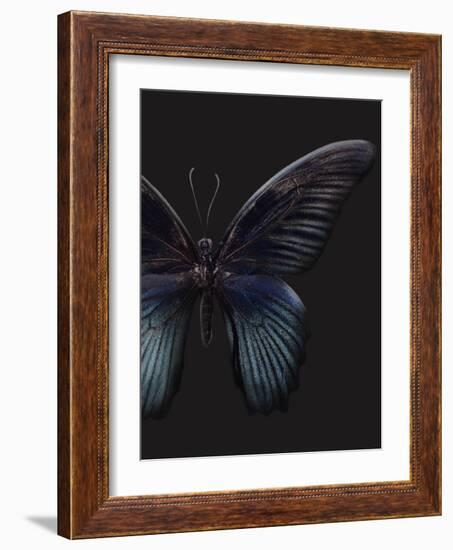 Black Butterfly on Grey-Design Fabrikken-Framed Photographic Print