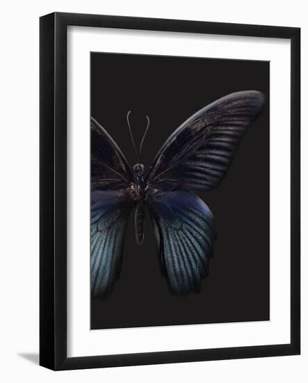 Black Butterfly on Grey-Design Fabrikken-Framed Photographic Print