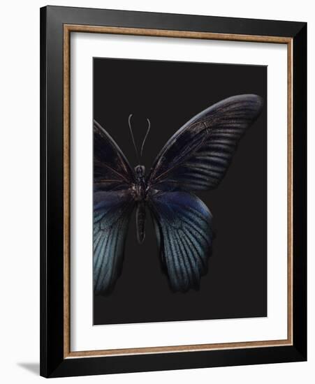 Black Butterfly on Grey-Design Fabrikken-Framed Photographic Print