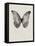 Black Butterfly on Tan-Design Fabrikken-Framed Premier Image Canvas