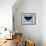 Black Butterfly-Ikahl Beckford-Framed Giclee Print displayed on a wall