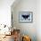 Black Butterfly-Ikahl Beckford-Framed Giclee Print displayed on a wall