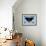 Black Butterfly-Ikahl Beckford-Framed Giclee Print displayed on a wall