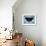 Black Butterfly-Ikahl Beckford-Framed Giclee Print displayed on a wall