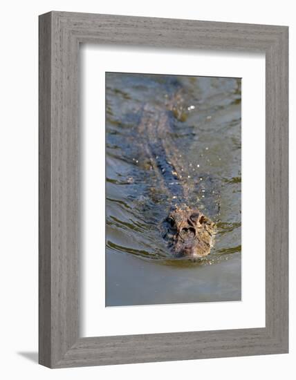 Black caiman (Melanosuchus niger) swimming in the Madre de Dios River, Manu National Park-G&M Therin-Weise-Framed Photographic Print