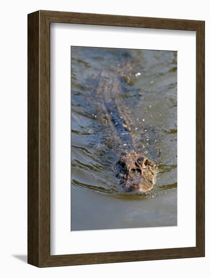 Black caiman (Melanosuchus niger) swimming in the Madre de Dios River, Manu National Park-G&M Therin-Weise-Framed Photographic Print