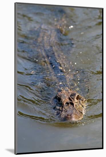 Black caiman (Melanosuchus niger) swimming in the Madre de Dios River, Manu National Park-G&M Therin-Weise-Mounted Photographic Print