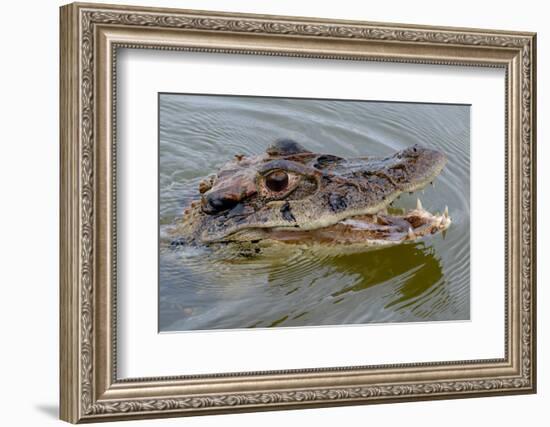 Black caiman (Melanosuchus niger) swimming in the Madre de Dios River, Manu National Park-G&M Therin-Weise-Framed Photographic Print