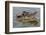 Black caiman (Melanosuchus niger) swimming in the Madre de Dios River, Manu National Park-G&M Therin-Weise-Framed Photographic Print