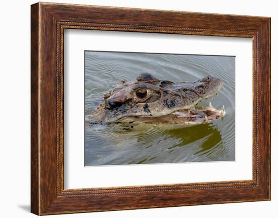 Black caiman (Melanosuchus niger) swimming in the Madre de Dios River, Manu National Park-G&M Therin-Weise-Framed Photographic Print