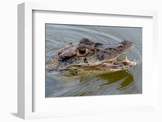 Black caiman (Melanosuchus niger) swimming in the Madre de Dios River, Manu National Park-G&M Therin-Weise-Framed Photographic Print