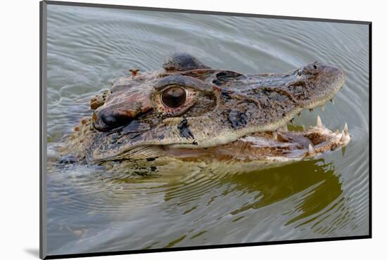 Black caiman (Melanosuchus niger) swimming in the Madre de Dios River, Manu National Park-G&M Therin-Weise-Mounted Photographic Print