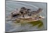 Black caiman (Melanosuchus niger) swimming in the Madre de Dios River, Manu National Park-G&M Therin-Weise-Mounted Photographic Print