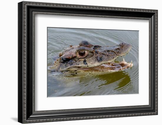 Black caiman (Melanosuchus niger) swimming in the Madre de Dios River, Manu National Park-G&M Therin-Weise-Framed Photographic Print