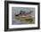 Black caiman (Melanosuchus niger) swimming in the Madre de Dios River, Manu National Park-G&M Therin-Weise-Framed Photographic Print