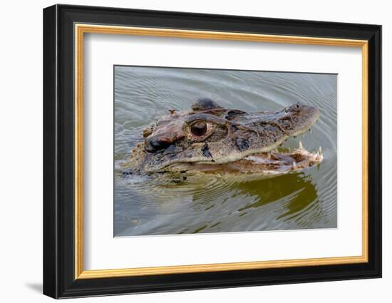 Black caiman (Melanosuchus niger) swimming in the Madre de Dios River, Manu National Park-G&M Therin-Weise-Framed Photographic Print