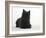 Black Cairn Terrier Lying Down with Head Up-Petra Wegner-Framed Photographic Print