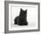 Black Cairn Terrier Lying Down with Head Up-Petra Wegner-Framed Photographic Print