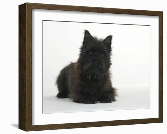 Black Cairn Terrier Lying Down with Head Up-Petra Wegner-Framed Photographic Print