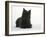 Black Cairn Terrier Lying Down with Head Up-Petra Wegner-Framed Photographic Print