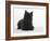 Black Cairn Terrier Lying Down with Head Up-Petra Wegner-Framed Photographic Print