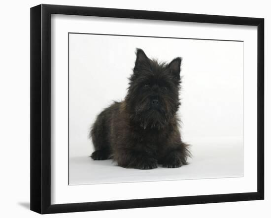 Black Cairn Terrier Lying Down with Head Up-Petra Wegner-Framed Photographic Print