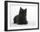 Black Cairn Terrier Lying Down with Head Up-Petra Wegner-Framed Photographic Print