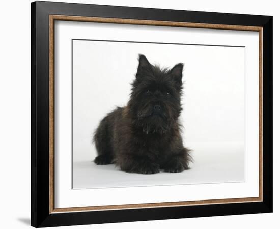 Black Cairn Terrier Lying Down with Head Up-Petra Wegner-Framed Photographic Print