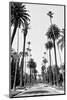 Black California Series - Beverly Hills Palm Alley II-Philippe Hugonnard-Mounted Photographic Print