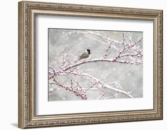 Black-capped chickadee during spring snowstomr, New York-Marie Read-Framed Photographic Print