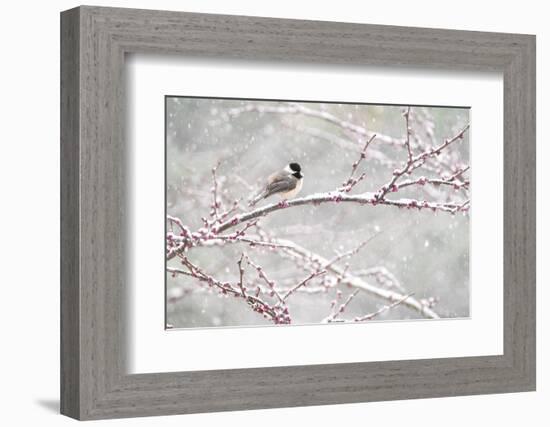 Black-capped chickadee during spring snowstomr, New York-Marie Read-Framed Photographic Print