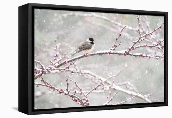 Black-capped chickadee during spring snowstomr, New York-Marie Read-Framed Premier Image Canvas