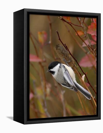 Black Capped Chickadee, Eating Flower Seeds, Grand Teton National Park, Wyoming, USA-Rolf Nussbaumer-Framed Premier Image Canvas