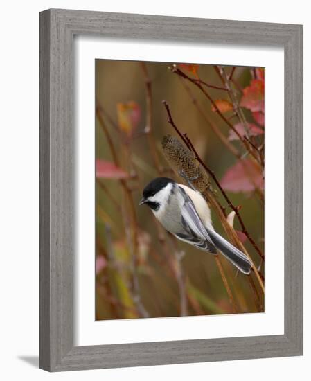 Black Capped Chickadee, Eating Flower Seeds, Grand Teton National Park, Wyoming, USA-Rolf Nussbaumer-Framed Photographic Print