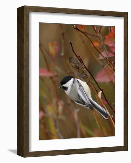 Black Capped Chickadee, Eating Flower Seeds, Grand Teton National Park, Wyoming, USA-Rolf Nussbaumer-Framed Photographic Print